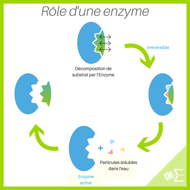 Role d une enzyme